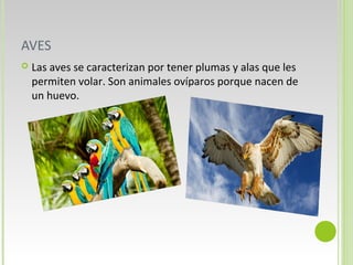 AVES
Las aves se caracterizan por tener plumas y alas que les
permiten volar. Son animales ovíparos porque nacen de
un huevo.
