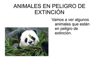 ANIMALES EN PELIGRO DE EXTINCIÓN Vamos a ver algunos animales que están en peligro de extinción. 