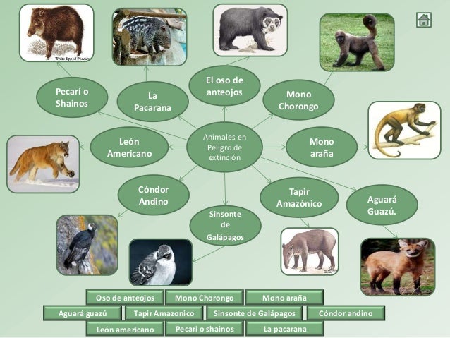 Presentación animales en peligro de extinción