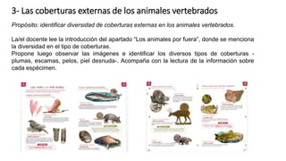 3- Las coberturas externas de los animales vertebrados
Propósito: identificar diversidad de coberturas externas en los animales vertebrados.
La/el docente lee la introducción del apartado “Los animales por fuera”, donde se menciona
la diversidad en el tipo de coberturas.
Propone luego observar las imágenes e identificar los diversos tipos de coberturas -
plumas, escamas, pelos, piel desnuda-. Acompaña con la lectura de la información sobre
cada espécimen.
 