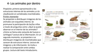 4- Los animales por dentro
Propósito: primera aproximación a las
estructuras internas de los animales y a la
clasificación en vertebrados-invertebrados.
Primer momento:
Se proyectan o distribuyen imágenes de los
animales con esqueleto interno. Se
promueve la participación de las/los niños
a través de preguntas como: ¿Qué se puede
observar en el interior de los animales?
¿Cómo se llama este conjunto de huesos o
cartílagos? Lectura de la información. En un
segundo momento, se proyectan o se
distribuyen imágenes de invertebrados que
carecen de estructura interna. Lectura de
imágenes y de información. Se invita a
realizar la comparación entre ambos
grupos. Lectura del texto introductorio.
 
