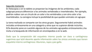 Segundo momento
En fotocopias o en la tablets se proyectan las imágenes de los ambientes; cada
subgrupo procura diferenciar a los animales vertebrados e invertebrados. Por ejemplo,
podrían rodear con un círculo de un color a los vertebrados y con otro color a los
invertebrados. La consigna incluye la posibilidad de que queden animales sin agrupar.
La tarea realizada se comparte con los otros grupos. Seguramente habrá animales
incluidos erróneamente en una categoría y otros que no supieron dónde incluirlos.
El/la docente pone en cuestión algunos de los animales agrupados erróneamente y los
invita a la búsqueda de información en enciclopedias o en la web.
Dado que la composición del esqueleto interno puede ser ósea o cartilaginosa
sugerimos que la/el docente aporte información sobre los únicos animales que tienen
esqueleto interno cartilaginoso: tiburones, rayas y pez gallo.
 