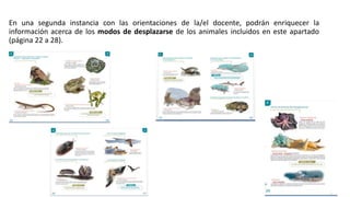 En una segunda instancia con las orientaciones de la/el docente, podrán enriquecer la
información acerca de los modos de desplazarse de los animales incluidos en este apartado
(página 22 a 28).
 