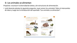6- Los animales se alimentan
Propósito: reconocer la diversidad de dietas y de estructuras de alimentación.
• La/el docente plantea la siguiente pregunta: ¿qué comen los animales? Abre el intercambio
de ideas y luego lee la introducción del apartado “Los animales se alimentan”.
 