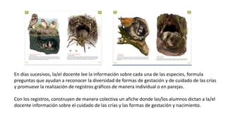 En días sucesivos, la/el docente lee la información sobre cada una de las especies, formula
preguntas que ayudan a reconocer la diversidad de formas de gestación y de cuidado de las crías
y promueve la realización de registros gráficos de manera individual o en parejas.
Con los registros, construyen de manera colectiva un afiche donde las/los alumnos dictan a la/el
docente información sobre el cuidado de las crías y las formas de gestación y nacimiento.
 