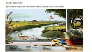 Pampa deprimida
Es una zona de pastizal con clima húmedo, relieve plano e inundable.
TORTUGA DE LAGUNA
ÑANDÚ
PATO MAICERO
RANA CRIOLLA
CHIMANGO
VENADO DE LAS PAMPAS
TARARIRA
ESPÁTULA ROSADA
COIPO
TERO COMÚN
ESCUERZO COMÚN
BICHO BOLITA
ARAÑA LOBO PAMPEANA
VAQUITA DE SAN ANTONIO
 