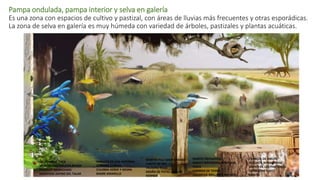 Pampa ondulada, pampa interior y selva en galería
Es una zona con espacios de cultivo y pastizal, con áreas de lluvias más frecuentes y otras esporádicas.
La zona de selva en galería es muy húmeda con variedad de árboles, pastizales y plantas acuáticas.
ESCARABAJO CLICK
MURCIÉLAGO COLA DE RATÓN
PICAFLOR BRONCEADO
MARIPOSA ZAFIRO DEL TALAR
VAQUITA DE SAN ANTONIO
ZORRINO COMÚN
CULEBRA VERDE Y NEGRA
BAGRE AMARILLO
MARTÍN PESCADOR GRANDE
LOBITO DE RÍO
TALADRO ROJO
ARAÑA DE PATAS LARGAS
HORNERO
RANITA TREPADORA
RANITA BOYADORA HOCICUDA
CHICA
LOMBRIZ DE TIERRA
LAGARTIJA BRILLANTE RAYADA
CARACOL DE JARDÍN
ALGUACIL BONAERENSE
CIERVO DE LOS PANTANOS
CHINCHERO CHICO
MULITA
 