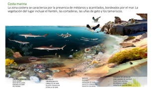 Costa marina
La zona costera se caracteriza por la presencia de médanos y acantilados, bordeados por el mar. La
vegetación del lugar incluye el llantén, las cortaderas, las uñas de gato y los tamariscos.
TIBURÓN ESPINOSO
RAYA OJONA
RAYA RETICULADA
ESPONJA DE MAR
PEZ PIEDRA
PEZ GALLO
TIBURÓN BACOTA
CABALLITO DE MAR
PULPITO TEHUELCHE
ESTRELLA DE MAR
MEDUSA
PEJERREY
ANÉMONA DE MAR
GAVIOTA CANGREJERA
GAVIOTA COCINERA
CANGREJO DE LAS ROCAS
LOBO MARINO DE UN PELO
TUCO TUCO AUSTRAL
ESCARABAJO NEGRO
VAQUITA DE SAN ANTONIO
 