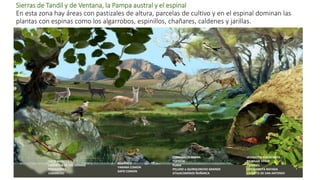 Sierras de Tandil y de Ventana, la Pampa austral y el espinal
En esta zona hay áreas con pastizales de altura, parcelas de cultivo y en el espinal dominan las
plantas con espinas como los algarrobos, espinillos, chañares, caldenes y jarillas.
GATO MONTÉS
LAGARTIJA DE LAS SIERRAS
PODADORAS
CARANCHO
GUANACO
YARARÁ COMÚN
SAPO COMÚN
COMADREJA OVERA
TIJERETA
PUMA
PELUDO o QUIRQUINCHO GRANDE
ATAJACAMINOS ÑAÑARCA
LECHUCITA VIZCACHERA
PICAFLOR VERDE
CIEMPIÉS
CHICHARRITA RAYADA
VAQUITA DE SAN ANTONIO
 