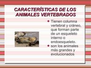 CARACTERÍSTICAS DE LOSCARACTERÍSTICAS DE LOS
ANIMALES VERTEBRADOSANIMALES VERTEBRADOS
 Tienen columna
vertebral y cráneo,
que forman parte
de un esqueleto
interno o
endoesqueleto.
 son los animales
más grandes y
evolucionados
 