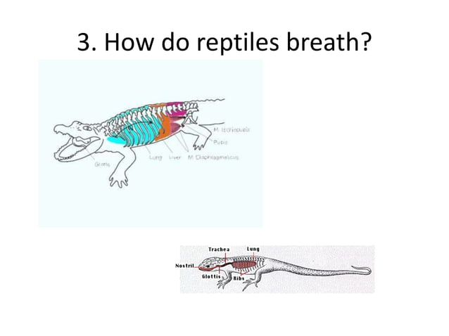 Reptiles - Animals 2 - CEIP Las Lomas | PPTX