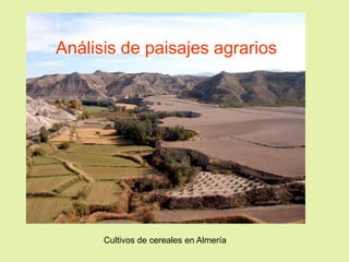 Análisis de paisajes agrarios

Cultivos de cereales en Almería

 