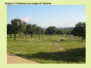 Imagen nº 9 Dehesa con ovejas en Cáceres

 