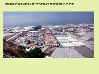Imagen nº 10 Cultivos hortofrutícolas en El Ejido (Almería)

 
