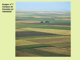 Imagen nº 1
Campos de
Cereales en
Valladolid

 