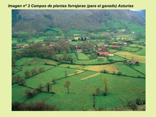 Imagen nº 2 Campos de plantas forrajeras (para el ganado) Asturias

 