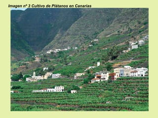 Imagen nº 3 Cultivo de Plátanos en Canarias

 