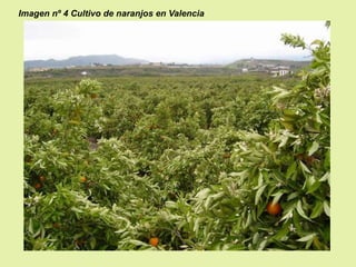 Imagen nº 4 Cultivo de naranjos en Valencia

 