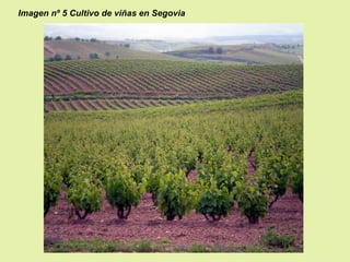 Imagen nº 5 Cultivo de viñas en Segovia

 