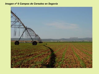 Imagen nº 6 Campos de Cereales en Segovia

 