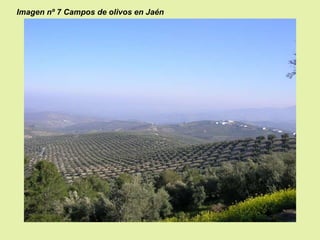 Imagen nº 7 Campos de olivos en Jaén

 