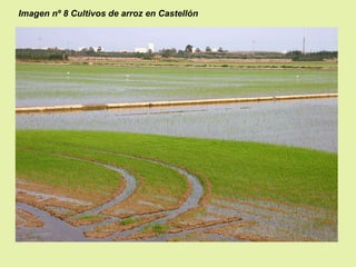 Imagen nº 8 Cultivos de arroz en Castellón

 