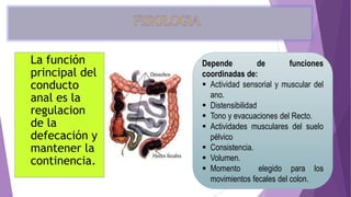 La función
principal del
conducto
anal es la
regulacion
de la
defecación y
mantener la
continencia.
Depende de funciones
coordinadas de:
 Actividad sensorial y muscular del
ano.
 Distensibilidad
 Tono y evacuaciones del Recto.
 Actividades musculares del suelo
pélvico
 Consistencia.
 Volumen.
 Momento elegido para los
movimientos fecales del colon.
 