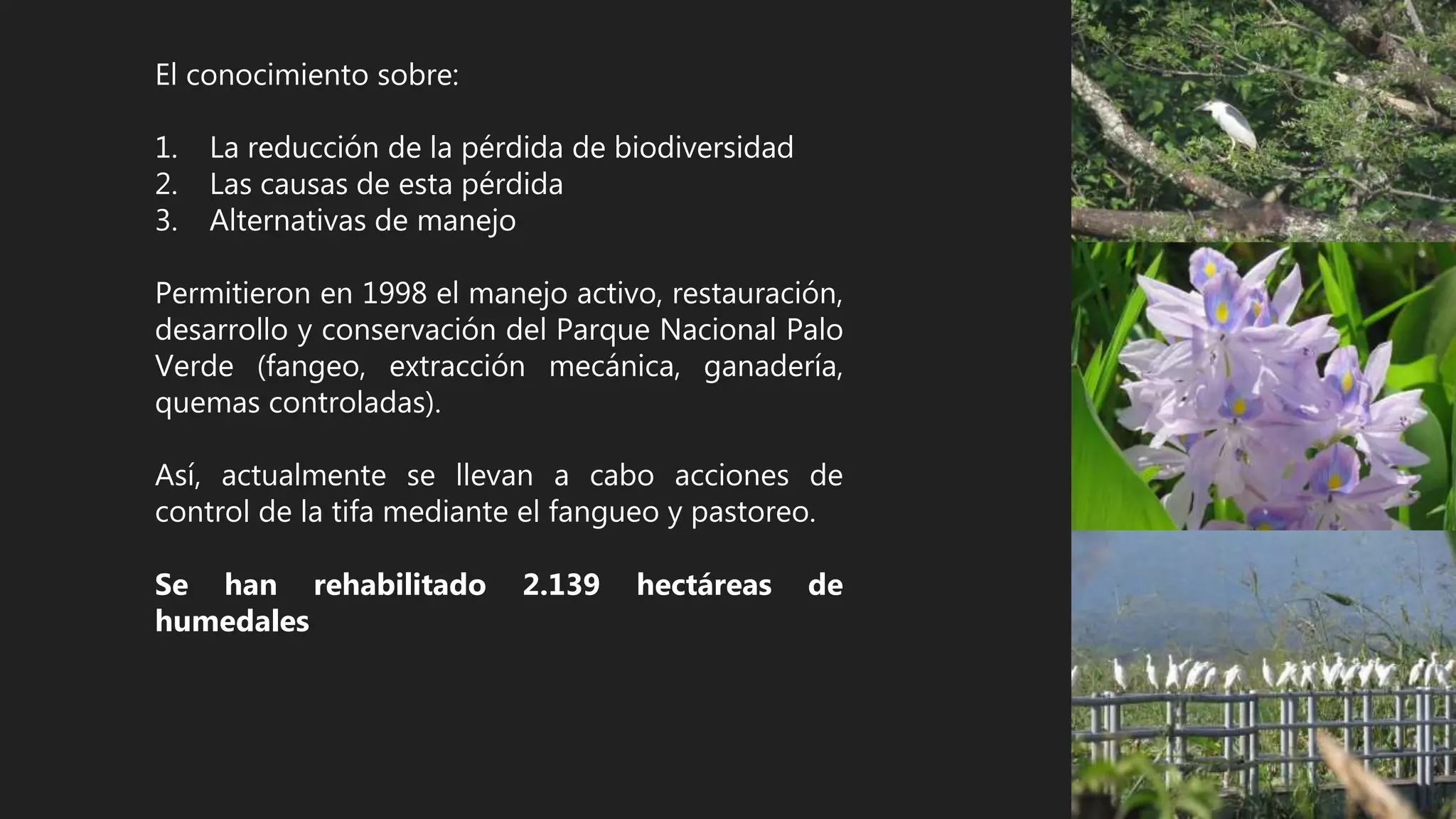 El conocimiento sobre:
1. La reducción de la pérdida de biodiversidad
2. Las causas de esta pérdida
3. Alternativas de manejo
Permitieron en 1998 el manejo activo, restauración,
desarrollo y conservación del Parque Nacional Palo
Verde (fangeo, extracción mecánica, ganadería,
quemas controladas).
Así, actualmente se llevan a cabo acciones de
control de la tifa mediante el fangueo y pastoreo.
Se han rehabilitado 2.139 hectáreas de
humedales
 