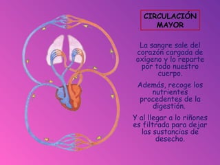 La sangre sale del
corazón cargada de
oxígeno y lo reparte
por todo nuestro
cuerpo.
Además, recoge los
nutrientes
procedentes de la
digestión.
Y al llegar a lo riñones
es filtrada para dejar
las sustancias de
desecho.
CIRCULACIÓN
MAYOR
 