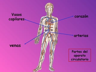 corazón
arterias
venas
Vasos
capilares
Partes del
aparato
circulatorio
 