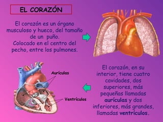 El corazón es un órgano
musculoso y hueco, del tamaño
de un puño.
Colocado en el centro del
pecho, entre los pulmones.
EL CORAZÓN
El corazón, en su
interior, tiene cuatro
cavidades, dos
superiores, más
pequeñas llamadas
aurículas y dos
inferiores, más grandes,
llamadas ventrículos.
Aurículas
Ventrículos
 