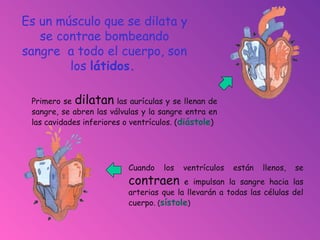 Es un músculo que se dilata y
se contrae bombeando
sangre a todo el cuerpo, son
los látidos.
Primero se dilatan las aurículas y se llenan de
sangre, se abren las válvulas y la sangre entra en
las cavidades inferiores o ventrículos. (diástole)
Cuando los ventrículos están llenos, se
contraen e impulsan la sangre hacia las
arterias que la llevarán a todas las células del
cuerpo. (sístole)
 