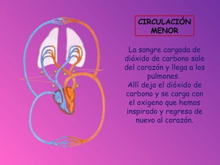 La sangre cargada de
dióxido de carbono sale
del corazón y llega a los
pulmones.
Allí deja el dióxido de
carbono y se carga con
el oxigeno que hemos
inspirado y regresa de
nuevo al corazón.
CIRCULACIÓN
MENOR
 