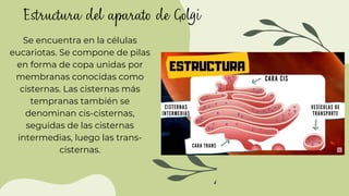 Estructura del aparato de Golgi
Se encuentra en la células
eucariotas. Se compone de pilas
en forma de copa unidas por
membranas conocidas como
cisternas. Las cisternas más
tempranas también se
denominan cis-cisternas,
seguidas de las cisternas
intermedias, luego las trans-
cisternas.
 