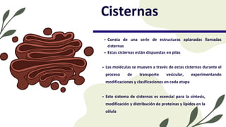 Las moléculas se mueven a través de estas cisternas durante el
proceso de transporte vesicular, experimentando
modificaciones y clasificaciones en cada etapa
Consta de una serie de estructuras aplanadas llamadas
cisternas
Estas cisternas están dispuestas en pilas
Cisternas
Este sistema de cisternas es esencial para la síntesis,
modificación y distribución de proteínas y lípidos en la
célula
 