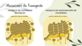 Mecanismos de Transporte
MODELO DE CISTERNAS
ESTABLES
MODELO DE MADURACIÓN DE
CISTERNAS
 