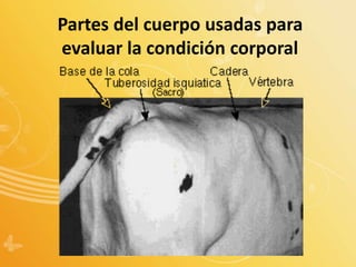 Partes del cuerpo usadas para
evaluar la condición corporal
 