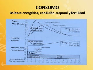 CONSUMO
Balance energético, condición corporal y fertilidad
 