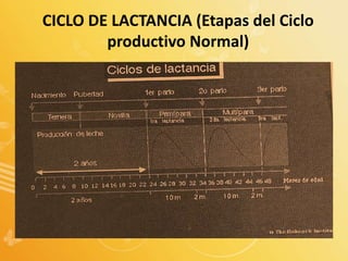 CICLO DE LACTANCIA (Etapas del Ciclo
productivo Normal)
 