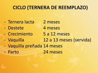 CICLO (TERNERA DE REEMPLAZO)
- Ternera lacta 2 meses
- Destete 4 meses
- Crecimiento 5 a 12 meses
- Vaquilla 12 a 13 meses (servida)
- Vaquilla preñada 14 meses
- Parto 24 meses
 