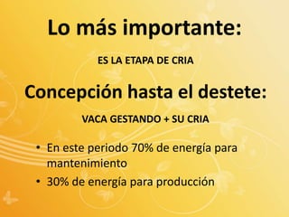 Lo más importante:
• En este periodo 70% de energía para
mantenimiento
• 30% de energía para producción
ES LA ETAPA DE CRIA
Concepción hasta el destete:
VACA GESTANDO + SU CRIA
 