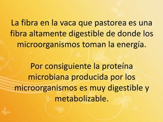La fibra en la vaca que pastorea es una
fibra altamente digestible de donde los
microorganismos toman la energía.
Por consiguiente la proteína
microbiana producida por los
microorganismos es muy digestible y
metabolizable.
 