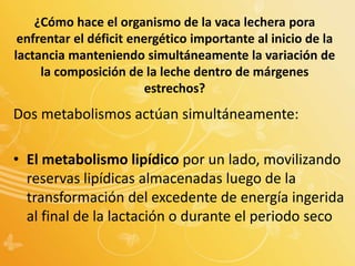 ¿Cómo hace el organismo de la vaca lechera pora
enfrentar el déficit energético importante al inicio de la
lactancia manteniendo simultáneamente la variación de
la composición de la leche dentro de márgenes
estrechos?
Dos metabolismos actúan simultáneamente:
• El metabolismo lipídico por un lado, movilizando
reservas lipídicas almacenadas luego de la
transformación del excedente de energía ingerida
al final de la lactación o durante el periodo seco
 