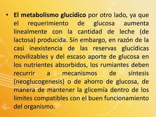 • El metabolismo glucídico por otro lado, ya que
el requerimiento de glucosa aumenta
linealmente con la cantidad de leche (de
lactosa) producida. Sin embargo, en razón de la
casi inexistencia de las reservas glucídicas
movilizables y del escaso aporte de glucosa en
los nutrientes absorbidos, los rumiantes deben
recurrir a mecanismos de síntesis
(neoglucogenesis) o de ahorro de glucosa, de
manera de mantener la glicemía dentro de los
limites compatibles con el buen funcionamiento
del organismo.
 