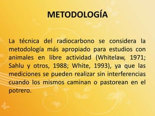 La técnica del radiocarbono se considera la
metodología más apropiado para estudios con
animales en libre actividad (Whitelaw, 1971;
Sahlu y otros, 1988; White, 1993), ya que las
mediciones se pueden realizar sin interferencias
cuando los mismos caminan o pastorean en el
potrero.
METODOLOGÍA
 