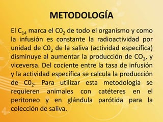 El C14 marca el C02 de todo el organismo y como
la infusión es constante la radioactividad por
unidad de C02 de la saliva (actividad específica)
disminuye al aumentar la producción de CO2, y
viceversa. Del cociente entre la tasa de infusión
y la actividad específica se calcula la producción
de C02. Para utilizar esta metodología se
requieren animales con catéteres en el
peritoneo y en glándula parótida para la
colección de saliva.
METODOLOGÍA
 