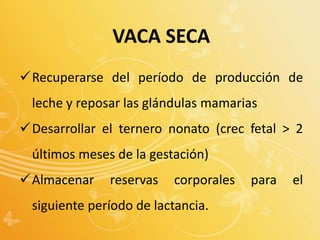 VACA SECA
Recuperarse del período de producción de
leche y reposar las glándulas mamarias
Desarrollar el ternero nonato (crec fetal > 2
últimos meses de la gestación)
Almacenar reservas corporales para el
siguiente período de lactancia.
 