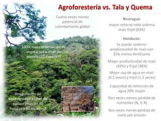 Presentación aracely castro casa abierta ciat 2013