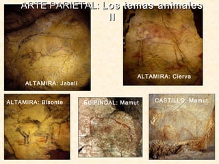 ALTAMIRA: Jabalí
ALTAMIRA: Cierva
CASTILLO: MamutALTAMIRA: Bisonte
ARTE PARIETAL:ARTE PARIETAL: Los temas animalesLos temas animales
IIII
EL PINDAL: Mamut
 