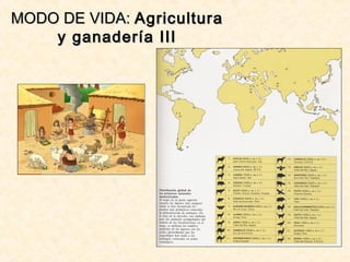 MODO DE VIDA:MODO DE VIDA: AgriculturaAgricultura
y ganadería IIIy ganadería III
 